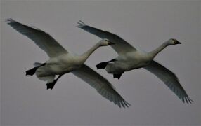 16年ぶりの米子水鳥公園でコハクチョウの飛行を初撮影