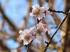 2月1日に見られた十月桜
