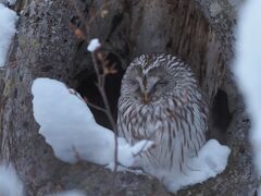 2022年厳冬の北海道 野生の鳥と動物撮影旅行 part1 江別編