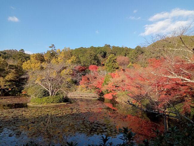 11月にコロナ感染者が首都圏や関西圏でも1日2、30人レベルまで減少したため、長期間緊急事態宣言だった首都圏、関西圏でもようやく宣言が解除されました。11月下旬は関西の寺院にも紅葉がピークになっている時期です。これまであまり馴染みがない滋賀県を中心に種々の寺院の紅葉を楽しみました。また最後の1日は3年ぶりに京都を訪れました。<br />これまで知らなかった滋賀県の寺院の紅葉はピークを迎えていて、その美しさはまるで別世界のような絶景です。また滋賀県の寺院は広大で建物も奈良時代や飛鳥時代で大変歴史が古くて素晴らしいものでした。京都でも清水寺の紅葉ライトアップはまるで夢の世界のような幻想的な光景、その他の寺院でもまさに紅葉のピークで絶景でした。<br /><br />-----------------------------------------------------------------------------<br />スケジュール<br /><br />　11月19日　新横浜駅－（JR東海道新幹線）米原駅　［米原泊］<br />　11月20日　米原駅－（JR東海道本線）彦根駅－（シャトルバス）西明寺<br />　　　　　　－（シャトルバス）百済寺ー（シャトルバス）金剛輪寺ー<br />　　　　　　（シャトルバス）彦根駅－（徒歩）彦根城　［彦根泊］<br />  11月21日　彦根城－（徒歩）彦根駅－（JR東海道本線）近江八幡駅－<br />　　　　　　（バス）八幡堀周辺－近江八幡駅－（JR東海道本線）大津駅<br />　　　　　　［大津泊］<br />　11月22日　琵琶湖浜大津駅－（京阪坂本石山線）京阪石山駅－（徒歩）<br />　　　　　　石山寺－京阪石山駅－（京阪坂本石山線）三井寺駅－（徒歩）<br />　　　　　　三井寺－（徒歩）大津市役所前駅－（京阪坂本石山線）<br />　　　　　　坂本比叡山駅－（徒歩）日吉大社－坂本比叡山駅－<br />　　　　　　（京阪坂本石山線・京津線＋京都メトロ東西線）京阪三条駅－<br />　　　　　　（徒歩）四条河原近辺ホテルー（徒歩）清水寺　<br />　　　　　　［四条河原泊］<br />★11月23日　四条河原－（バス）北野天満宮－（徒歩）金閣寺－（徒歩）<br />　　　　　　龍安寺ー（バス＋徒歩）大覚寺－（バス）嵐山－（徒歩）<br />　　　　　　嵯峨嵐山駅－（JR山陰本線）京都駅－（JR東海道新幹線）<br />　　　　　　新横浜