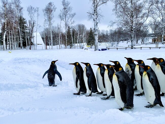 大黒屋のジンギスカンが食べたくて旭川へ(^^♪<br />1日目はスキー、2日目は旭山動物園と家族で北海道を楽しんできました～！