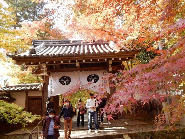 1年遅れになりましたが、明28日から4日間の日程で神戸・京都を巡る旅をするので取り急ぎ2021年11月の京都の旅を投稿します。<br />昨年は仕事に就いていたので土日2日間でしたが、今年はフリーなので平日4日間の旅です。<br /><br />2021年11月、秋の京都を巡ってきました。<br />毎年11月最終週の土日は孫娘の誕生会と重なり遠出できないので、昨年は12月に入ってからの日程にしましたが、今年は昨年よりも2週間早い11月第3週にしました。<br />（2022年11月27日投稿）