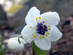 馬場花木園散歩　１月の花（１１種）２０２２年