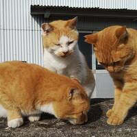 高松の夜　猫島　おまけで金比羅さん　シニア女子旅