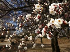 「大室公園」で立春に観梅_2022_ロウバイと紅梅は見頃、白梅は咲き始め、どちらも綺麗です（前橋市）