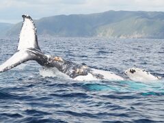 碧い海に大自然！冬の奄美大島で奇跡に遭遇した！(2) - 奇跡のホエールウォッチング