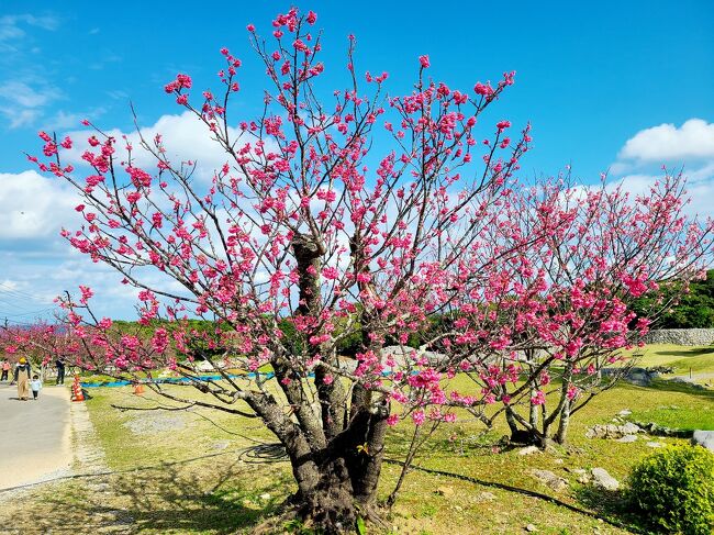 昨年末、コロナの落ち着きを踏まえプロ野球キャンプ見学を軸とした2月の沖縄旅行を計画しました。その後のオミクロン株の猛烈な感染拡大を受け旅行を中止すべきか検討しました。検討の結果、PCRを受検し個人でしうる感染対策を徹底することを前提に計画を実行することにしました。政治家や官僚の政策批判をするつもりはありませんが、まん防でいう「不要不急の都道府県間の移動」には当たらないと判断しました。旅行自体は2泊3日ですが、初日の那覇着は夕方で実質1泊2日に近いので、旅行記は前編と後編に分けています。<br /><br />後編は2日目のヒルトン沖縄北谷や3日目の今帰仁城跡などの様子を纏めました。よろしかったらお付き合いください。