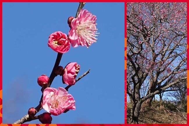 自転車でポタリング・岩本山へ(2022.01.13)　=3.岩本山公園=