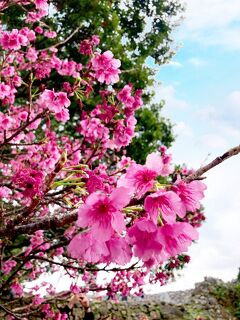 今帰仁城跡の桜はもう散り始め・・・DQW百名城イベント番外編＆オリオンモトブリゾート
