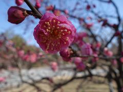 20220209-3 京都 二月初めの京都御苑の梅。早咲きが見頃かな。