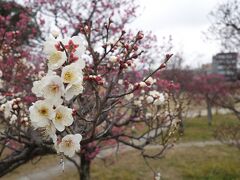 20220210-1 京都 梅小路公園の梅を見に行く。途中で寄り道とか。