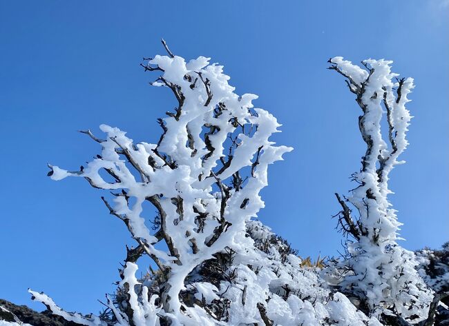 韓国岳の霧氷を見てみたいと思っていましたが、積雪直後だとスタッドレスタイヤがないと、えびの高原まで登るのが無理。京都から鹿児島に引っ越すときに処分したのが悔やまれます。まさか鹿児島でスタッドレスが必要とは思わなかったので。道に積雪がなくなってから出かけたので、霧氷のタイミングとしてはボチボチ終わりかけでした。<br /><br />9時にえびのエコミュージアムセンター駐車場に入ると、祝日で好天とあってほぼ満車。下山時には第二駐車場も半分は埋まっていました。やはり皆さん考えることは同じだったようです。<br /><br />最初の硫黄山火口展望所までは残雪はあっても滑らなかったですが、ここからは急斜面もあるのでアイゼンをつけました。数日前にヒマラヤスポーツに行ったら、モンベルの簡易型しか残っていませんでした。鹿児島人登山家たちよ、どんだけアイゼン使うねん !! とツッコミながら購入しましたが、今回程度の積雪なら十分役にたちました。<br /><br />霧氷は思ったよりも残っていて、青空に映える風景でした。下山時にはだいぶ溶けていたので早めに登って良かったです。下山して少し膝裏靱帯が痛かったですが、北京冬季オリンピックのスノボで平野選手が金をとったと知ったので、もう少し頑張ろうと思い白鳥山にも登りました。アイゼンなくてもザクザク雪道を歩けて、スイスでの雪道トレッキングを思い出させてくれました。<br /><br />ビデオにまとめた動画はコチラ<br />https://youtu.be/lYBovTNQRV8<br />