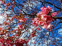 河津桜まつりに行っては見たけど、、、温泉入って､わさび丼食べて帰ってきました