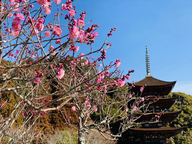 ここもあそこもと盛り込んで、山口県ハイライトツアーになりました。<br /><br />2/11 (金)<br />・松下村塾、松陰神社<br />・萩反射炉<br />・萩城址<br />・萩城城下町<br />松田屋ホテル 泊<br /><br />2/12 (土)<br />・瑠璃光寺五重塔<br />・秋芳洞、秋吉台<br />・錦帯橋<br />ANAクラウンプラザホテル宇部 泊<br /><br />2/13 (日)<br />ANA3812  9:50山口宇部発  11:25羽田着