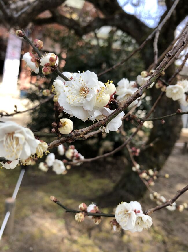 お天気が良かったので、少し早い梅を見にサイクリングで出かけてみました。