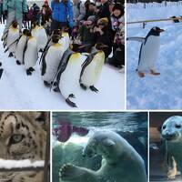 2018.1　旭山動物園ペンギンの散歩　自由気きままなジェンツーペンギンに癒される