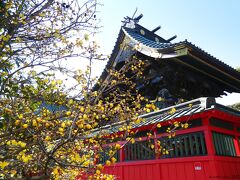 「雷電神社」のロウバイ_2022（2）_蕾も花も沢山ありますが、見頃末期の印象でした（板倉町）