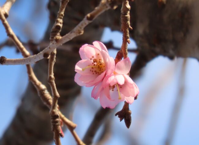 2月16日、午後2時頃に久し振りにふじみ野市亀久保西公園に行き冬桜を観察しました。　二月に入っても寒い日が続いているためか、花が非常に少なかったです。<br /><br /><br /><br />*見られた冬桜