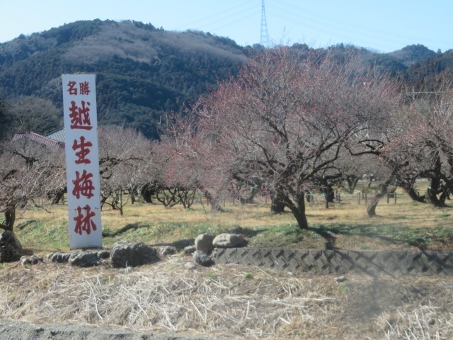 JR八高線・東武越生線越生駅前から歩きました、法恩寺、越生神社、正法寺、世界無名戦士の墓を見て西山高取へ、ここでちょっと休憩をしてから幕岩展望台からの眺めを楽しんでから、大高取山に、ここから下山して麓の円通寺に、更に越生自然休養林センター・うめその梅の駅に、ここで昼食を取りながら休憩をしました。<br /><br />幕岩展望台と大高取山では眺望が楽しめます、大高取山の標高は376.4ｍあり今回歩いた場所では一番高い場所です、多くの人がハイキングで訪れています、下山した場所にある越生自然休養林センター・うめその梅の駅は梅製品など越生町の特産品が販売されています、うどん中心の食事もできます。<br /><br />円通寺は武蔵越生七福神の寿老人で曹洞宗の寺院、寛文年間（1661～1673年）小金井万衛門が開基、毘沙門天の龍隠寺の末寺です、最勝寺も越生七福神の福禄寿で真言宗智山派の寺院、建久4年（1173年）源頼朝が児玉雲太夫に命じて建立させた伝えられています。<br /><br />帰りに寄った佐藤酒造店は清酒越生梅林の醸造元で弘化元年（1844年）の創業です、県道61号線（越生長沢線）沿いにあります。<br />