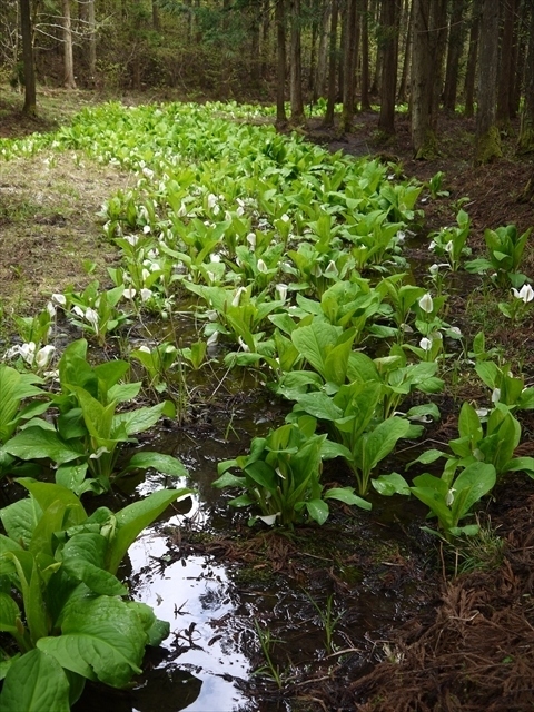 丸池様と遊佐の水芭蕉群生地