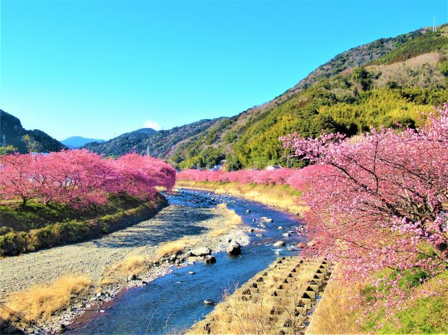 一足早く春を告げる早咲きの南伊豆の桜を見に行きました。<br />河津桜は10年ほど前に日帰りツアーで来た事があるのですが、今回は近くに宿泊して夜桜まで見てみたいと思います。<br />宿は河津駅から徒歩15分くらいの「Gallery Court Ofa atu」。<br /><br />どうせ行くならといつものように欲が出て、翌日は南伊豆町に。<br />伊豆急下田駅からバスに揺られ「みなみの桜と菜の花まつり」まで足を伸ばしました。<br />こちらもライトアップがあるというので桜並木にも近い「ペンションひだまり」に宿を取ります。<br /><br />また、初日は稲取で途中下車し、雛のつるし飾りを見て、伊豆半島名物の金目鯛なども頬張りました。<br /><br />３日目は宿を後にして下田の街を歴史散策です<br /><br />ほぼ見頃の桜とお天気に恵まれた２泊３日の旅をここではざっと振り返ってみたいと思います。<br /><br />【初日　2022/2/27（日）】快晴<br />自宅最寄駅を朝一で発つ<br />09：36    普通列車で伊豆稲取駅着<br />10：00    ｢網元料理徳造丸本店」でランチ<br />11：30    ｢雛の館」で雛のつるし飾りまつり<br />12：30    特急踊り子号で河津駅着<br />昼間の河津桜＆夕食後のライトアップ<br />「Gallery Court Ofa atu」泊<br /><br />【２日目　2/28（月）】晴れ時々曇り<br />08：00    宿で朝食<br />10：00    河津駅発<br />10：15    伊豆急下田駅着<br />10：30    寝姿山ロープウェイ<br />11：10    ｢きんめ屋」で下田海鮮ランチ<br />12：30    ｢平井製菓本店」で牛乳あんぱん購入<br />13：00    バスで南伊豆町へ<br />宿のチャリを借り、みなみの桜と菜の花<br />夕食後、桜のライトアップ＆竹灯<br />｢ペンションひだまり」泊<br /><br />【３日目　3/1（火）】晴れのち雨<br />07：30    宿にて朝食<br />チャリで菜の花畑再訪<br />09：44    バスにて下田駅へ<br />道の駅開国下田みなと・弁天島・玉泉寺<br />12：45   ｢旬の味ごろさや」で松花堂弁当ランチ<br />了仙寺・ペリーロード<br />16：01    伊豆急下田駅から踊り子18号で帰宅