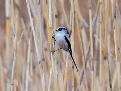 上野動物園番外編　動物園で会った野鳥たち