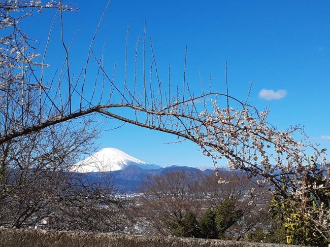 明日から天気下り坂らしいので散歩がてら曽我梅林へ行ってきました。梅林祭り開催中ですが時少し早過ぎか、品種によっては固いつぼみのもあり彩りもさみしい感じでした。天気は最高で富士山も空も奇麗、梅花と富士山がマッチしていました。暇ついでに曾我山見晴台にも行ってきましたが高所から見下ろす梅林と遠くにそびえる富士山がとってもきれいでした。このところ晴天続きで毎日の早朝散歩でも富士山、日の出、草花も一段と冴えわたる様相になってきましたので国府津山の様子もUPしてみました