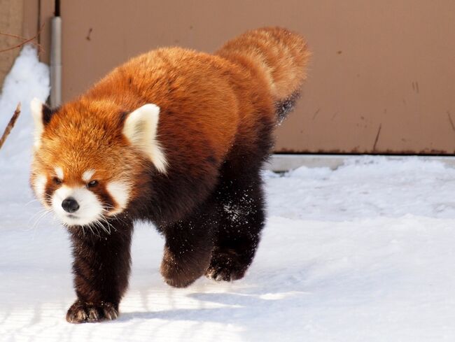 雪の北海道１人旅No.７＜札幌２＞雪積もる円山動物園　真っ白なエゾユキウサギとかわいいレッサーパンダ