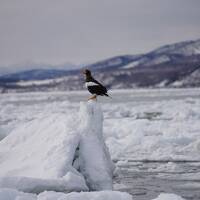 【北海道】冬の羅臼で流氷＆バードウォッチング