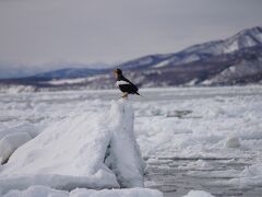 【北海道】冬の羅臼で流氷＆バードウォッチング