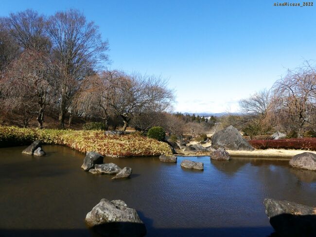 栃木県の「みかも山公園・万葉庭園」へ、枝垂れウメを見に行きました。白梅が２本だけ、咲き始めていましたが、枝垂れウメ含めて他のウメは”まだ蕾”でした。今月末から来月の初めくらいが、見頃になると感じました。<br /><br />あとは、東口のロウバイが、咲き残っていましたが、花はだいぶ傷んでいました。