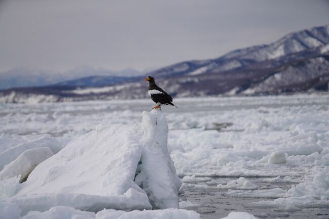 2月の3連休に、流氷が押し寄せている知床半島の羅臼と、海面の凍った野付半島を訪れました。<br />流氷は想像を超える規模感で圧倒されました。<br />また、事前情報なしで訪れた野付半島の内側の海面は完全に凍結しており、海の上を歩くという貴重な体験が出来ました。<br />航空券はANAのトクたびマイルを利用し、片道3,000マイルで取得しています。<br /><br />■旅程<br />　1日目　東京⇒中標津⇒羅臼<br />　　ANA377 HND 12:20 ⇒ SHB 14:00<br />　2日目　羅臼<br />　3日目　羅臼⇒野付半島⇒中標津⇒東京<br />　　ANA378 SHB 14:45 ⇒ HND 16:40<br /><br />■宿泊先<br />　・陶灯りの宿　らうす第一ホテル