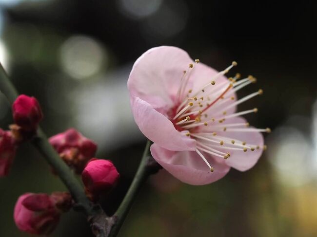 寒い日が続く2月の初旬、春を迎えにに大船フラワーセンターに出かけてみました。<br /><br />目的は早咲きの梅と、以前から興味津々であった、大船軒の茶飲み処。<br />大船軒というのは、大船に本社を構える鯵の押し寿司で有名な歴史ある会社。<br />その会社の中にレトロな喫茶室があると知ったのはいつのことだったか。<br /><br />その喫茶室では、作り立て、押す前の押し寿司(変な言い方だけれど)が頂けるという。<br />ますます、興味がそそられる。<br /><br />ということで、いつも通りの無計画旅。<br /><br />ところで、大船。<br />北鎌倉の一つ横浜よりの駅ですが、かねてから疑問だったのが大船は鎌倉なのか、横浜なのかということ。<br /><br />大船駅自体は両市にまたがっている。<br />調べたところ、<br />駅の住所は通常、駅長室があるところらしく大船駅の駅長室は鎌倉市側にあるので、大船駅は鎌倉市だそうな。<br />