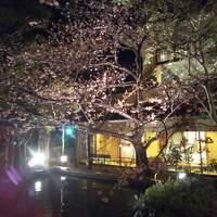 河津桜と今井浜温泉の旅（２）お世話になった今井荘