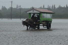 水着持参も暖房ON★マイルで行く2度目の西表島は雨でも登る・走る・牛を見る〈第1日目 由布島〉