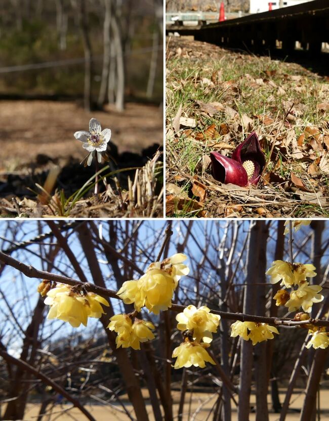 栃木県の「みかも山公園」、西口の「万葉庭園」の後、「東口」の周りで春の花を見てきました。<br /><br />ホームページの花情報を見たら、セツブンソウ、ザゼンソウ、フクジュソウが咲き始め、芝生広場の周りにはロウバイが咲いているとのことでした。「東口」の周辺で、それらを探してみました。