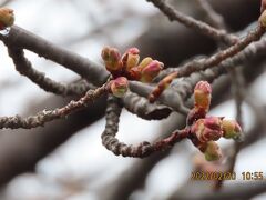 やっと咲きそうになった河津桜