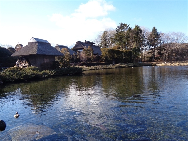 　忍野八海の訪問の最後は，鯉の池という結構大きな池ですが，この池も人工的に作られた池のようです．景色は良いのですが，忍野八海の中では唯一入場料金が取られる池です．鯉の池の中には底抜け池という忍野八海の一つがありますが，鯉の池の入場料を払わないと見られないようになっています．どうしてなのかは良く分かりませんでした．鯉の池の中には，榛の木林資料館という資料館があり，古民家を移築して作った資料館のようでした．さて，今回初めて訪れてみた忍野八海ですが，忍野八海と呼ばれている池は，多くが水不足で汚れていたり，逆に忍野八海ではない人工池が立派でとても大きかったのはチョット残念でした．<br />　忍野八海を見た後は，富士河口湖へ向かい，湖畔を散策した後に国道140号線を通って秩父に向かいました．雪が少し心配でしたが，道路の周辺にはあるものの，道路自体は乾燥しており，通行に特に問題はなかったです．<br />