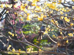 　花さんぽ　梅薫る小田原城　