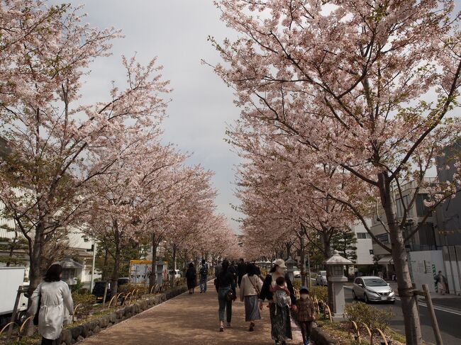 桜咲く鎌倉へ　坂東三十三観音巡礼【1】　第２番岩殿寺、第３番安養院、報国寺の竹林