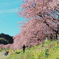 2022 みなみの桜と菜の花まつりへ（その１）