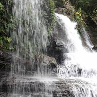 水着持参も暖房ON★マイルで行く2度目の西表島は雨でも登る・走る・牛を見る〈第2日目 奥ゲータの滝〉