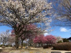 「大室公園」で２度目の観梅_2022_紅梅、白梅、そしてロウバイも、見頃でした（群馬県・前橋市）