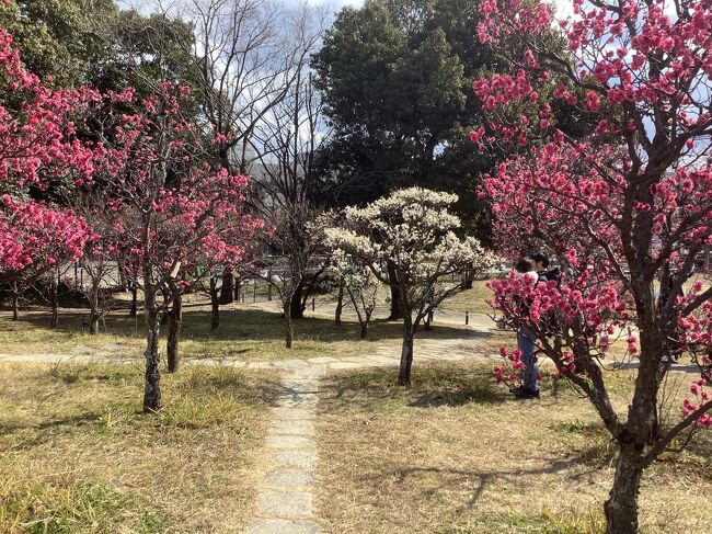 梅の頃　梅小路公園の梅もきれいです。<br />二の午の日だったので、京都駅の伊勢丹さんでいなり寿司を買って、ポテルで頂きました。<br />名古屋駅から京都駅までは、往復とも高速バスでした。<br />一人旅で主にポテル滞在を目的とした、ゆったりとした旅です。<br />京都駅から、ちょっと歩いて梅小路公園へ　ポテルの隣には、京都水族館があります。<br />わたしの泊まった梅小路ポテル京都は、令和の新しい観光名所です。<br />夕食と朝食付きプランを予約しました。ごはんはとてもおいしいです。<br />朝は、ブッフェ形式のごはんで、お腹も満たされます。<br />ウエルカムサービスも充実していて、ポテルの湯も気持ちが良かったです。<br />チェックアウトは12時とゆったり滞在。読書も楽しめます。<br />帰りのバスは17時に京都駅を出発する便にして、京都駅を時間まで楽しみました。<br />ランチは京都ことことで湯葉丼ランチを頂きました。<br />イノダコーヒさんのこだわりコーヒとケーキセットを頂きました。<br />お土産も充実していて、満足出来ました。<br />良い思い出になりました。<br />