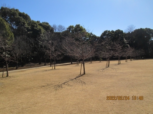 柏市の柏の葉公園・御手植え河津桜・未開花・2022年2月