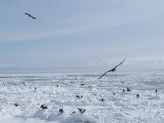 流氷と雪原を満喫した3日間（3：羅臼港流氷クルーズ・絶滅危惧種のオオワシとオジロワシ）