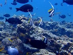 タイさんのインドネシアの旅252日目(2020/11/16) ウブド215日目 アメッド