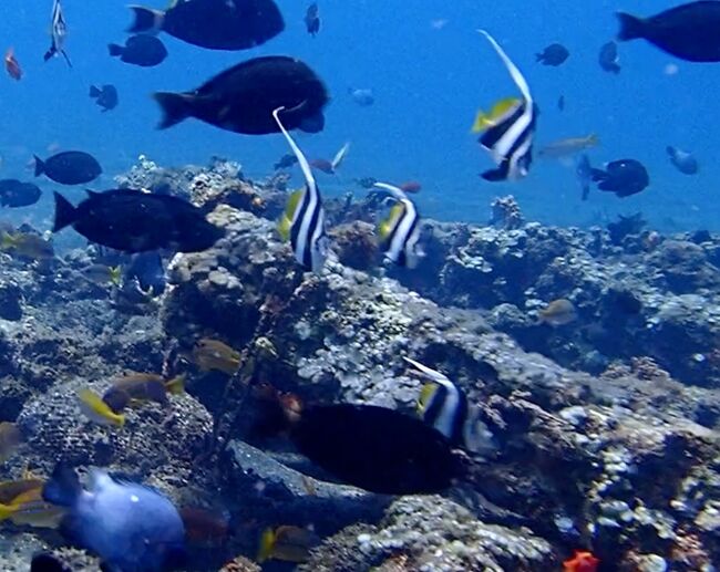 タイです。<br />バリ島のアメッドでシュノーケリングをしました。<br />リゾートホテルの前に魚礁があり、<br />信じられないぐらい魚が固まっていました。