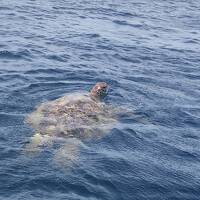 川平湾沖でカメに遭遇