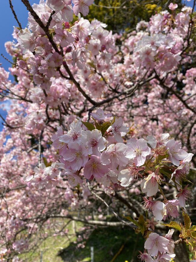 松田桜まつりは開花が遅いため先延ばしとなっていましたが、やっと咲き始めたとの事。もう2月末なので行ってみましたが三分咲きぐらいでした。<br />今年は河津桜の開花が遅いです。梅も遅かったけど。<br />